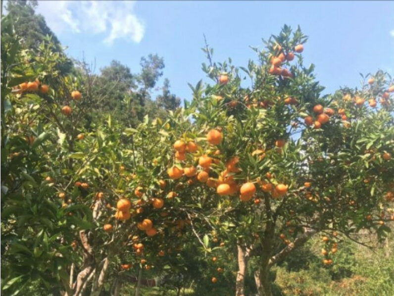 【鹿児島・奄美大島】手ぶら参加OK！季節ごとに楽しめる旬のフルーツや野菜狩り体験《赤みかん・たんかん・すももなど》（No.92）