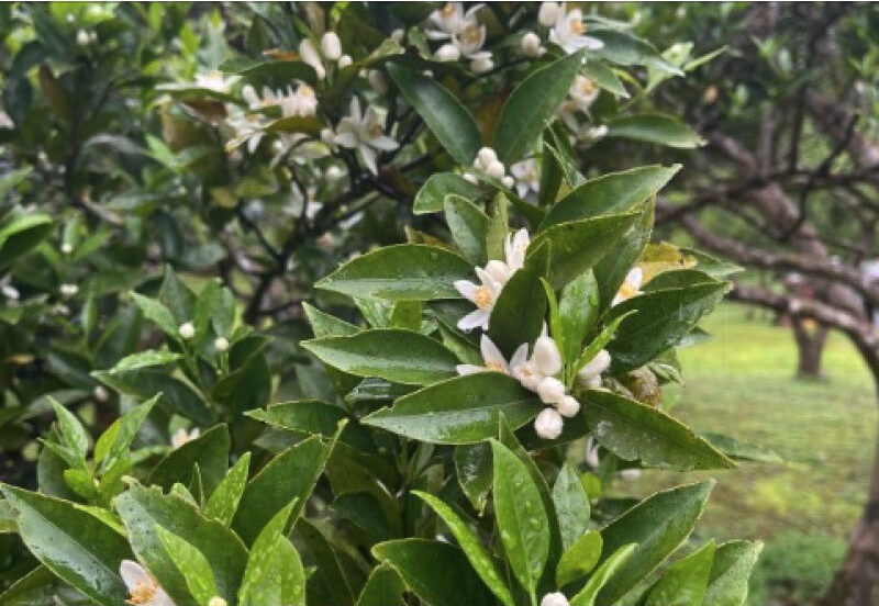 【鹿児島・奄美大島】手ぶら参加OK！季節ごとに楽しめる旬のフルーツや野菜狩り体験《赤みかん・たんかん・すももなど》（No.92）