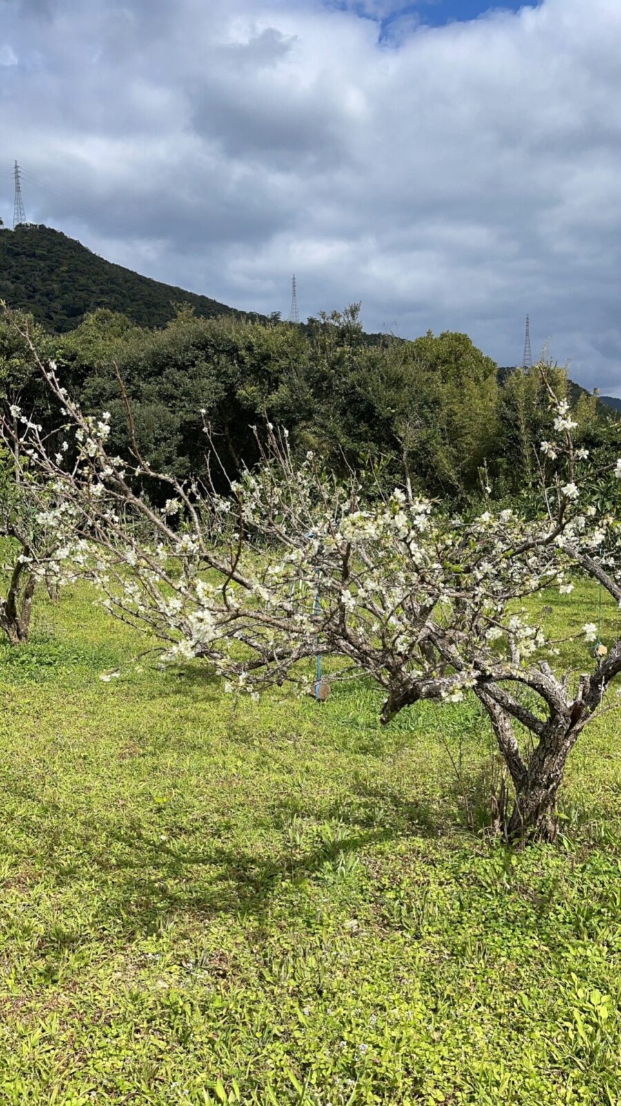 【鹿児島・奄美大島】手ぶら参加OK！季節ごとに楽しめる旬のフルーツや野菜狩り体験《赤みかん・たんかん・すももなど》（No.92）