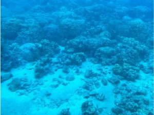 【鹿児島・奄美】1名様から参加可能★加計呂麻島を1日満喫！SUP＆シュノーケリング体験ツアー《軽食・お弁当付き》