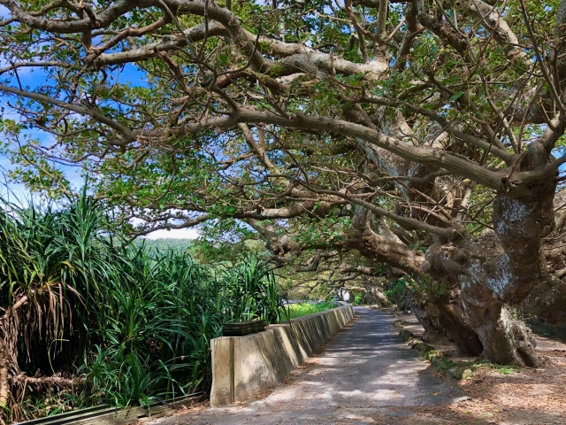 加計呂麻島デイゴ並木