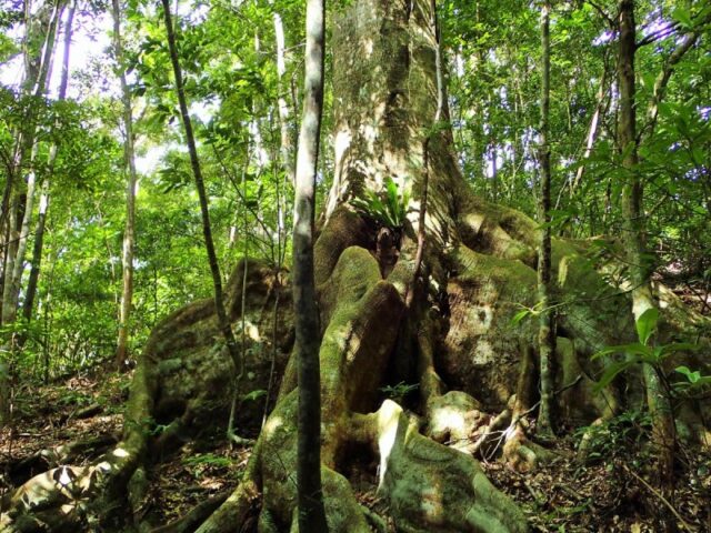 奄美大島へ行ったら金作原原生林へ行くべき理由！魅力や利用ルールを徹底解説