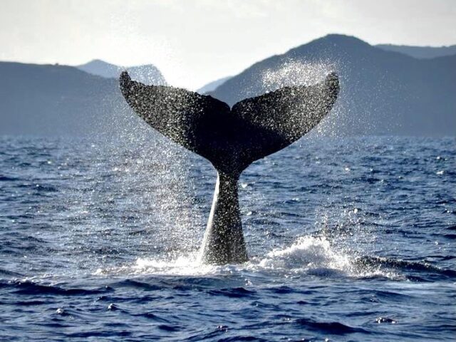【奄美大島・冬季限定】大迫力の感動を体感しよう！ザトウクジラが間近で見れる！半日or1日ホエールウォッチングツアー