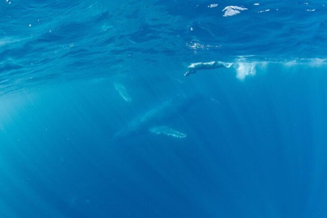 【奄美大島・冬季限定】シュノーケリングで水面からザトウクジラが間近で見れる！半日or1日ホエールスイムツアー