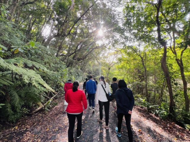 奄美大島　金作原原生林