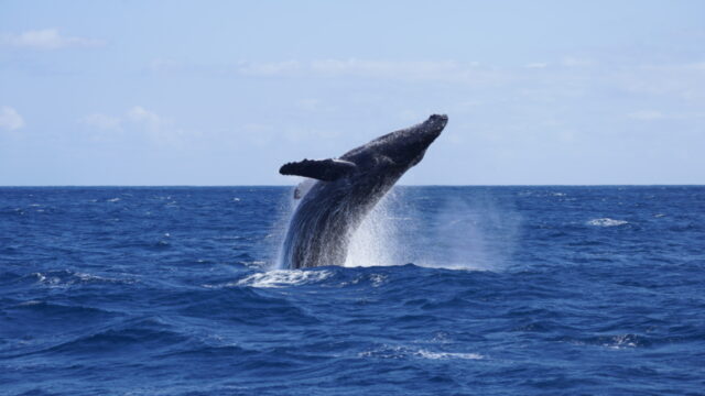 【奄美南部／冬季限定／1日】0歳から参加できるホエールウォッチングツアーでザトウクジラに会おう！2023年遭遇率90％達成★