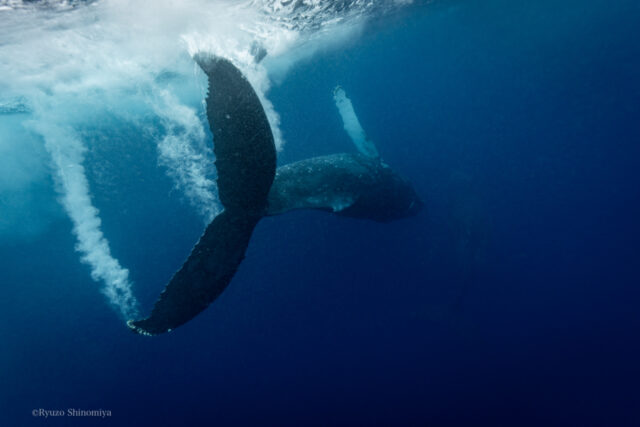 【鹿児島・奄美大島／冬季限定】クジラの鳴き声が聞けるチャンス！ホエールスイム1日コース《ホエールウォッチング＆シュノーケル》（参加条件あり）（No.14）