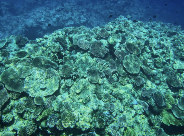 東シナ海中部で見られるサンゴ礁
