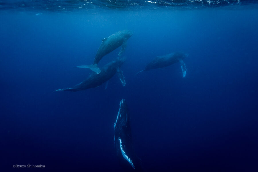 【奄美南部/冬季限定/1日】0歳から参加できるホエールウォッチングツアーでザトウクジラに会おう！2024年遭遇率90％達成★（No.89）