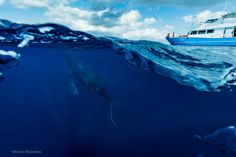 【奄美南部/冬季限定/1日】0歳から参加できるホエールウォッチングツアーでザトウクジラに会おう！2024年遭遇率90％達成★（No.89）