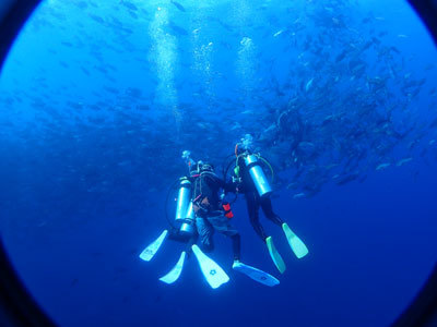 奄美大島　ダイビング　ライセンス