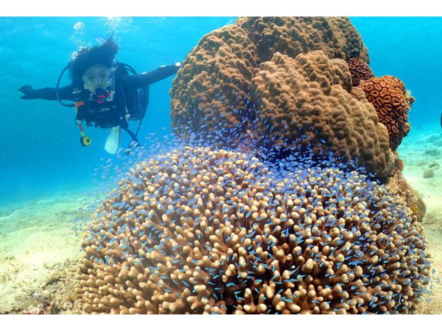 奄美大島の海中世界で潜るダイバー