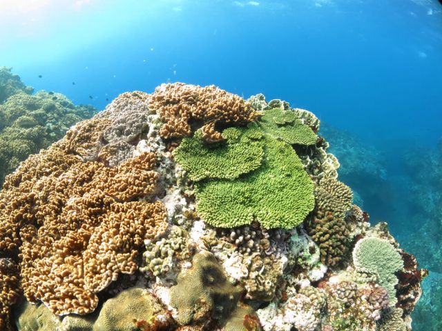 シュノーケリング、珊瑚礁