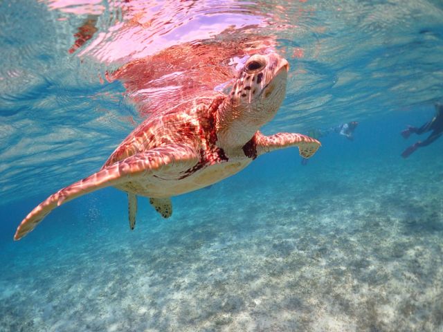シュノーケリング、ウミガメ