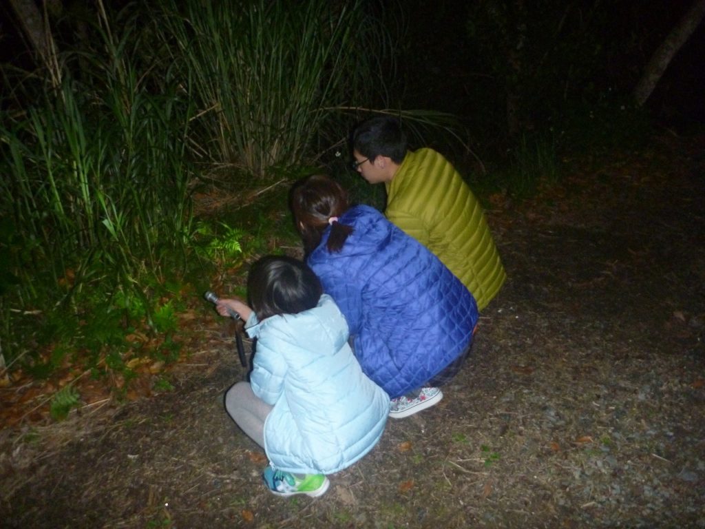 【奄美大島/夜】亜熱帯の森を楽しむ！珍しい野生動物に会いに行くジャングルナイトツアー《送迎付き》