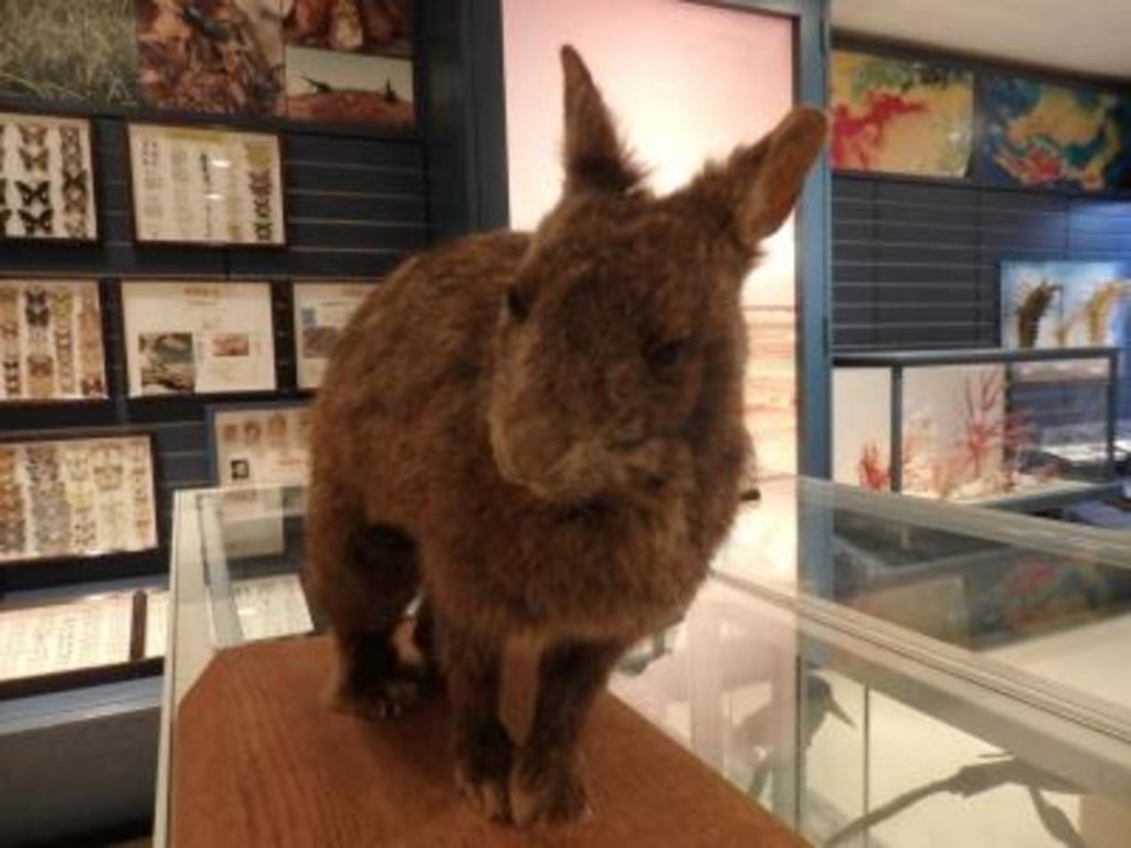 アマミノクロウサギ　剥製