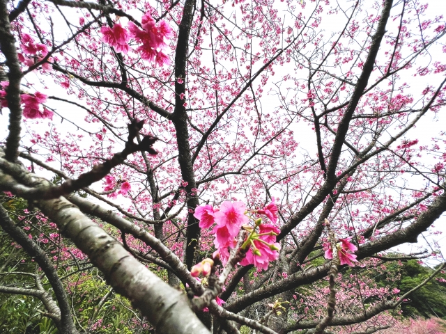 奄美大島の春を満喫できるアクティビティや人気スポットをご紹介！温暖な気候で楽しめる春の魅力とは？