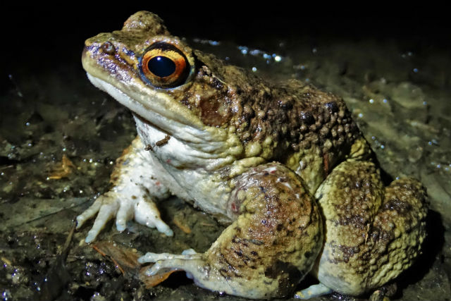 奄美大島の珍しい生き物図鑑｜固有種や絶滅危惧種に出会えるスポットも紹介！