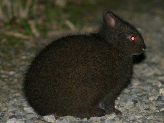 奄美大島の珍しい生き物図鑑｜固有種や絶滅危惧種に出会えるスポットも紹介！