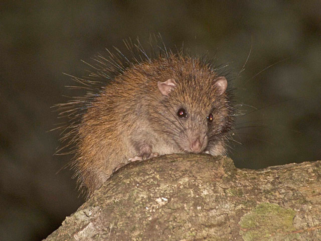 奄美大島の珍しい生き物図鑑｜固有種や絶滅危惧種に出会えるスポットも紹介！
