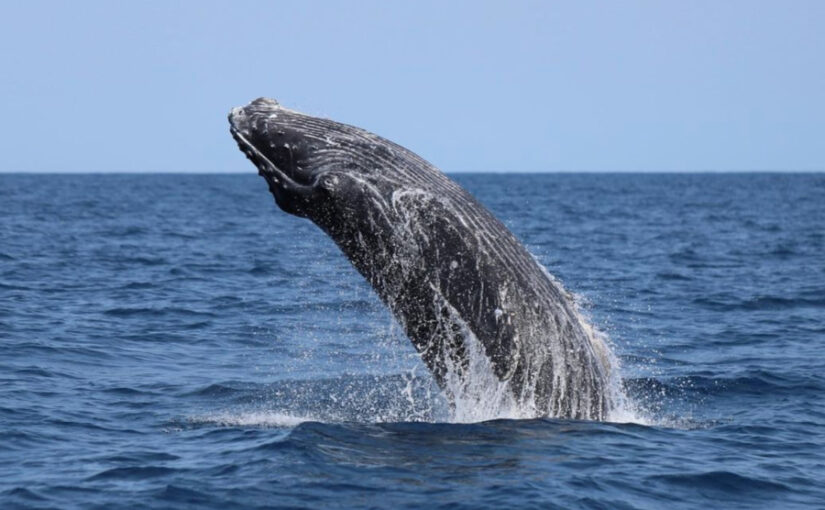 奄美大島で見られるクジラ