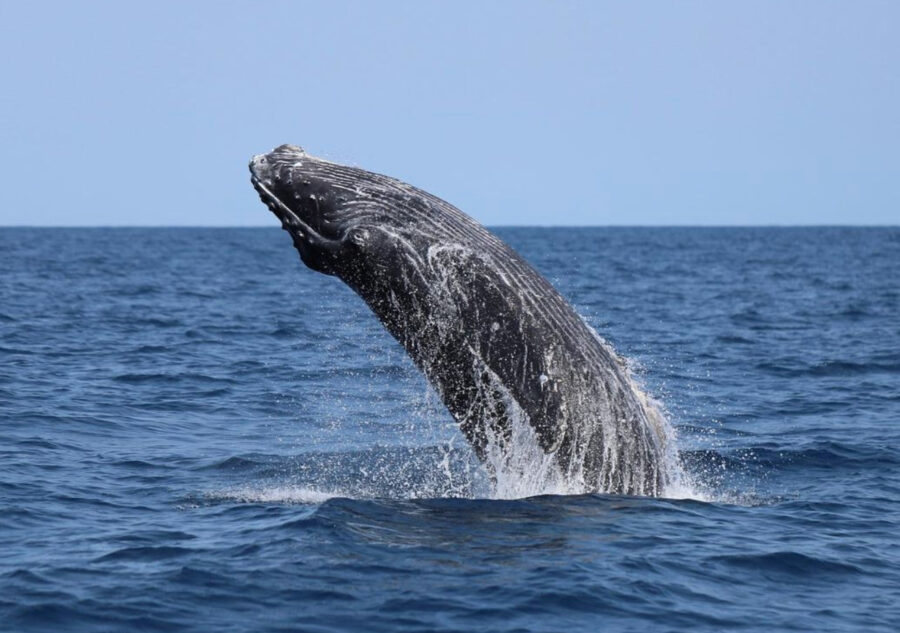 奄美大島で見られるクジラ