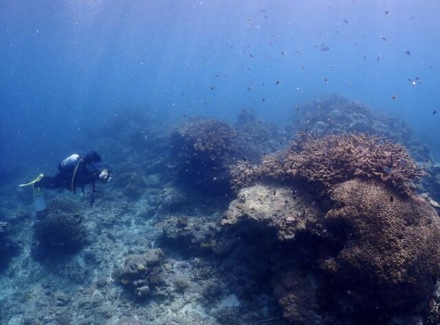 奄美大島 ダイビング ダイビングスポット
