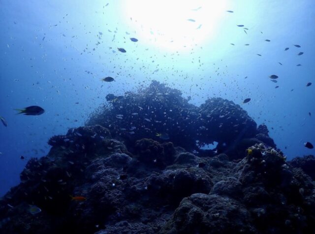 奄美大島 ダイビング ダイビングスポット