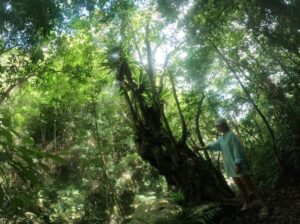 【奄美大島/1日】＜貸切1組限定＞マングローブ原生林カヌー＆原生林トレッキングツアー（「トレッキング」or「滝」選べる2コース）＜写真・動画無料プレゼント&1名から参加OK＞