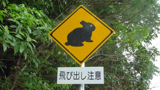 奄美大島が世界自然遺産に登録された理由とは？旅行中の注意点やおすすめのアクティビティをご紹介！