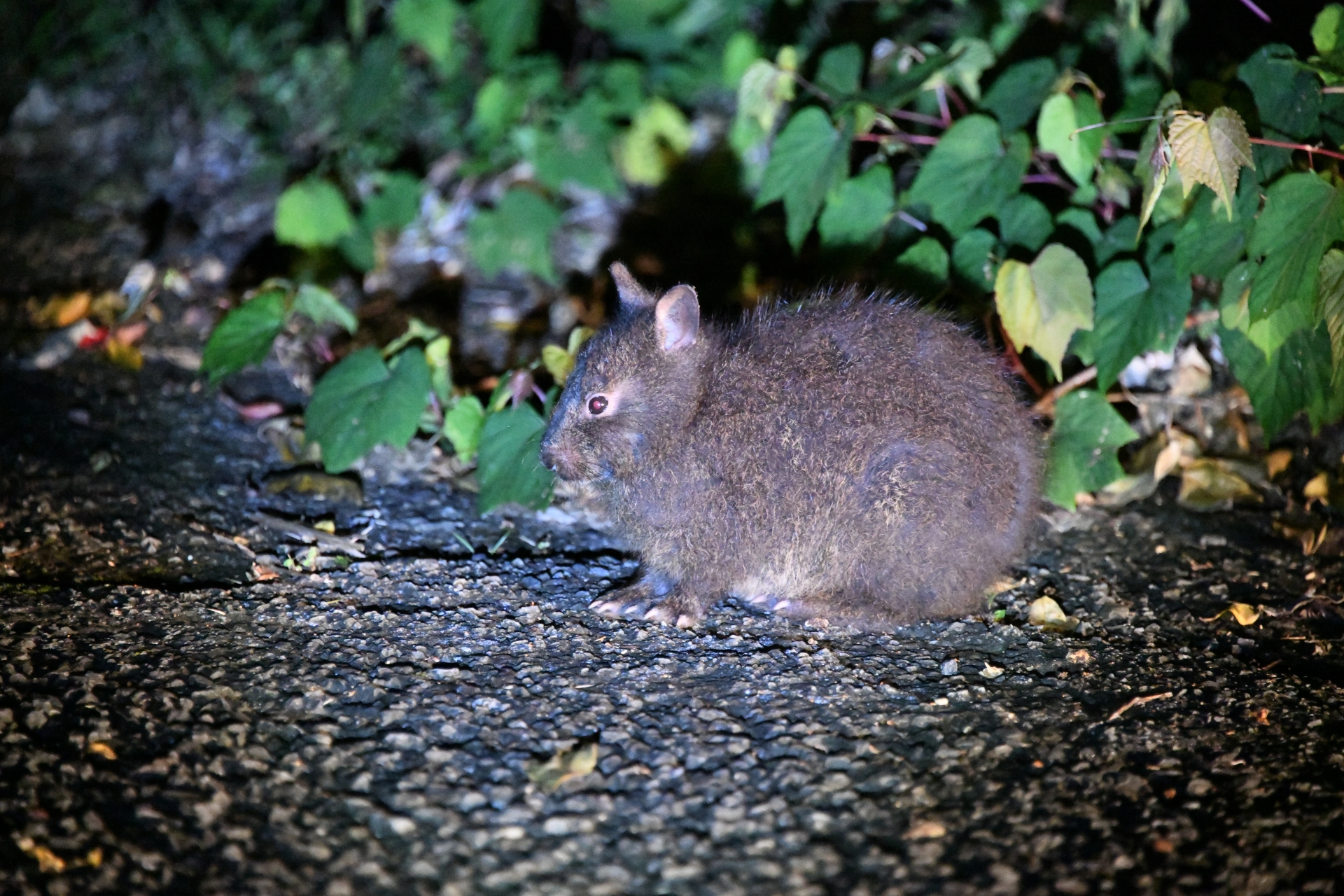 奄美大島に生息する「アマミノクロウサギ」とは？高確率で遭遇できる