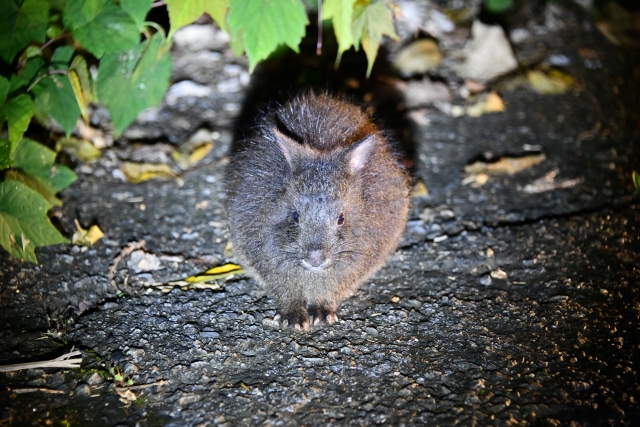 奄美大島に生息する「アマミノクロウサギ」とは？高確率で遭遇できる人気のツアーや特徴・生態についてご紹介