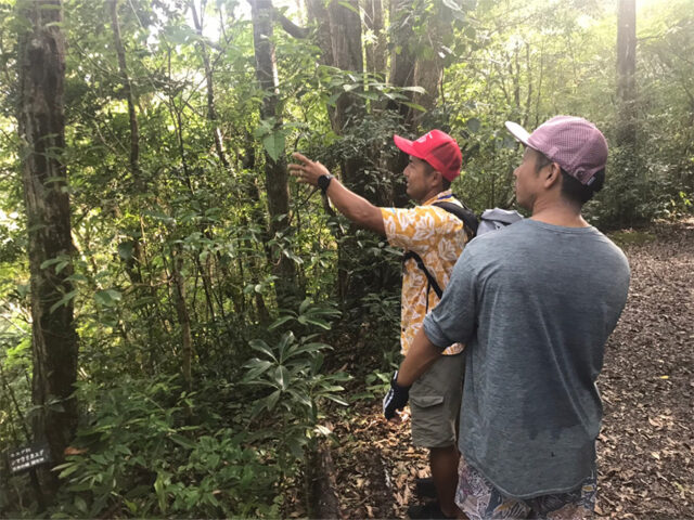 奄美大島の植物とおすすめ観察ポイントを完全ガイド！季節別の見頃もご紹介