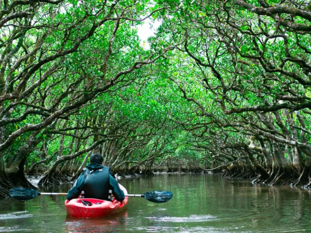 マングローブ