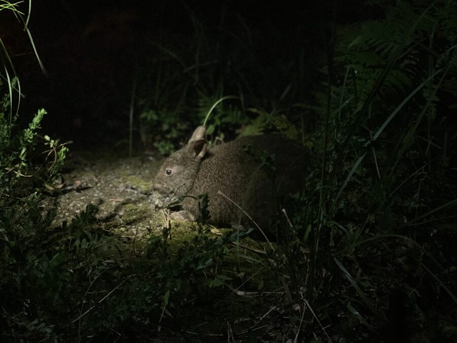 【奄美大島/夜】珍しい生き物と遭遇！車内から夜の森探検ツアー☆小さなお子様もみんなでワイワイ貸切OK！《少人数制＆名瀬エリア送迎可能》（No.146）