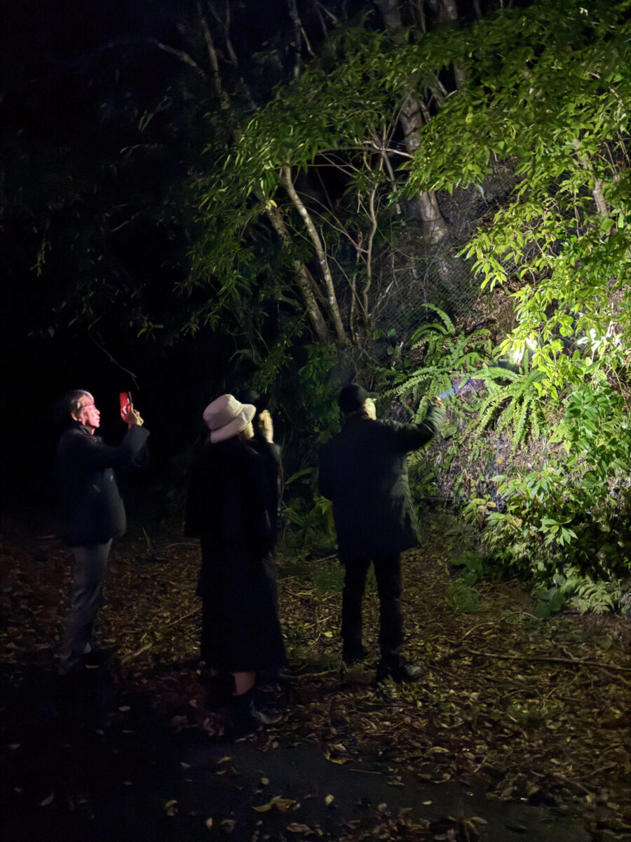 【奄美大島/夜】珍しい生き物と遭遇！車内から夜の森探検ツアー☆小さなお子様もみんなでワイワイ貸切OK！《少人数制＆名瀬エリア送迎可能》（No.146）