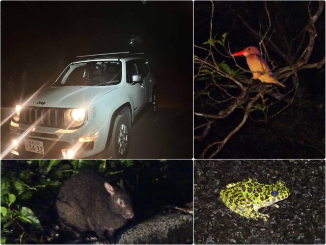 【奄美大島/夜】珍しい生き物へ遭遇！車内から夜の森探検ツアー☆小さなお子様もみんなでワイワイ貸切OK！《少人数制＆名瀬エリア送迎可能》