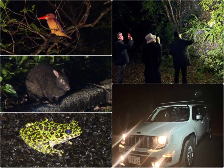 【奄美大島/夜】珍しい生き物と遭遇！車内から夜の森探検ツアー☆小さなお子様もみんなでワイワイ貸切OK！《少人数制＆名瀬エリア送迎可能》（No.146）