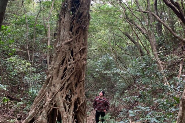 世界遺産・奄美大島の原生林に自生する、複雑な気根が特徴の巨大なアコウの木。