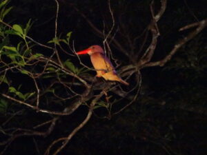 【奄美大島/夜】珍しい生き物へ遭遇！車内から夜の森探検ツアー☆小さなお子様もみんなでワイワイ貸切OK！《少人数制＆名瀬エリア送迎可能》