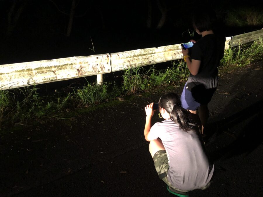 【奄美大島/夜】珍しい生き物と遭遇！車内から夜の森探検ツアー☆小さなお子様もみんなでワイワイ貸切OK！《少人数制＆名瀬エリア送迎可能》（No.146）