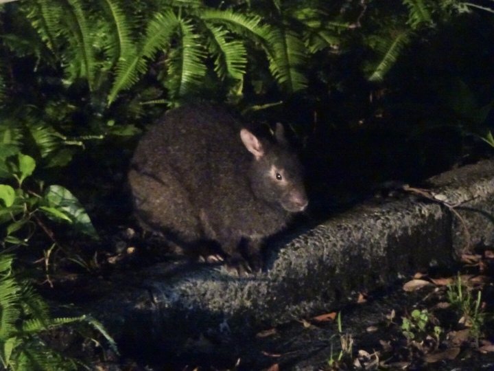 【奄美大島/夜】珍しい生き物と遭遇！車内から夜の森探検ツアー☆小さなお子様もみんなでワイワイ貸切OK！《少人数制＆名瀬エリア送迎可能》（No.146）