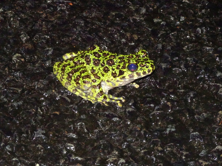 【奄美大島/夜】珍しい生き物と遭遇！車内から夜の森探検ツアー☆小さなお子様もみんなでワイワイ貸切OK！《少人数制＆名瀬エリア送迎可能》（No.146）