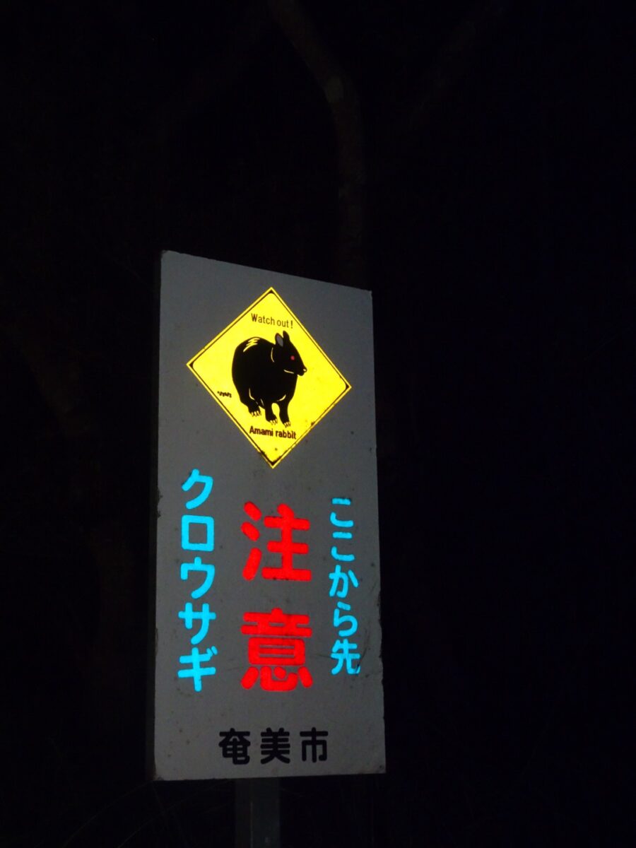 【奄美大島/夜】珍しい生き物と遭遇！車内から夜の森探検ツアー☆小さなお子様もみんなでワイワイ貸切OK！《少人数制＆名瀬エリア送迎可能》（No.146）