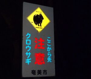 【奄美大島/夜】珍しい生き物へ遭遇！車内から夜の森探検ツアー☆小さなお子様もみんなでワイワイ貸切OK！《少人数制＆名瀬エリア送迎可能》