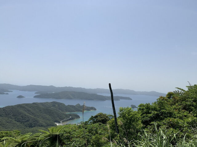 奄美大島の植物とおすすめ観察ポイントを完全ガイド！季節別の見頃もご紹介