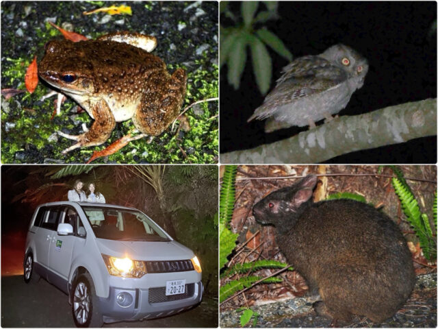アマミノクロウサギ探検