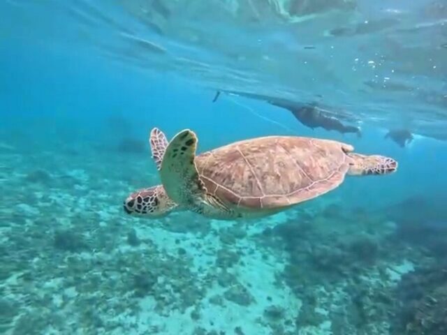 ウミガメ シュノーケル