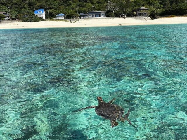 Sea Turtles & Snorkeling