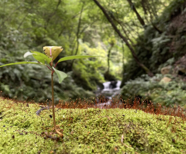 奄美大島の自然